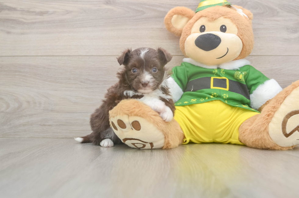 5 week old Aussiechon Puppy For Sale - Seaside Pups