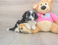 6 week old Aussiechon Puppy For Sale - Seaside Pups