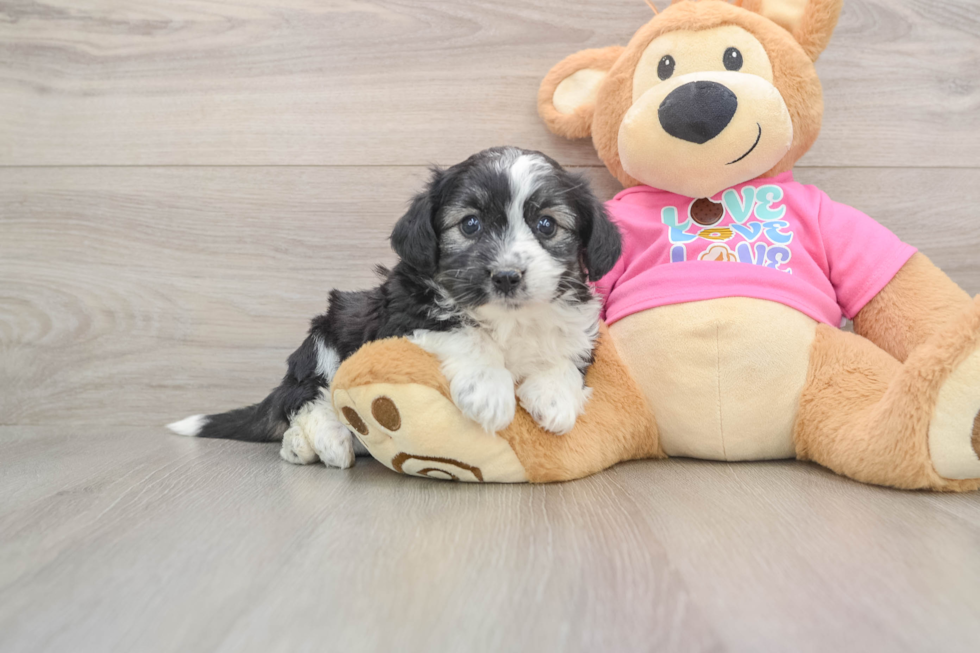 Adorable Aussie Bichon Designer Puppy