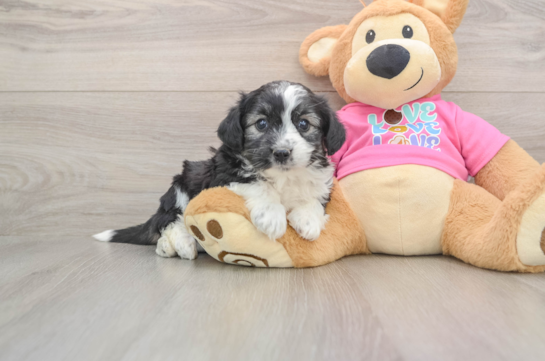 Adorable Aussie Bichon Designer Puppy