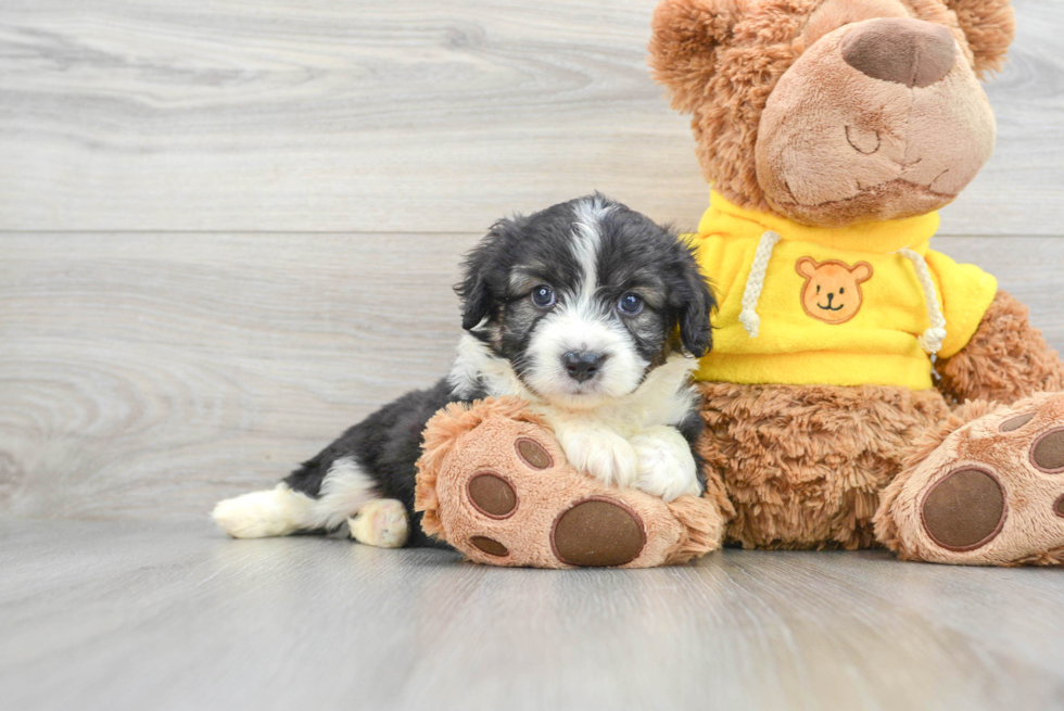 Aussiechon Pup Being Cute