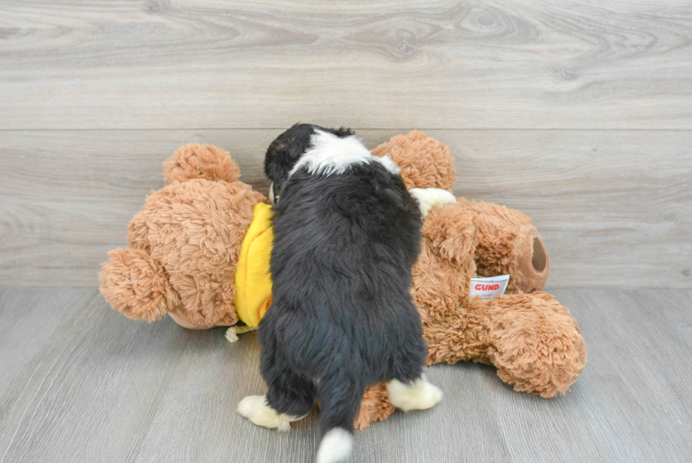 Petite Aussiechon Designer Pup