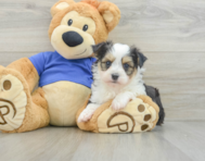 8 week old Aussiechon Puppy For Sale - Seaside Pups