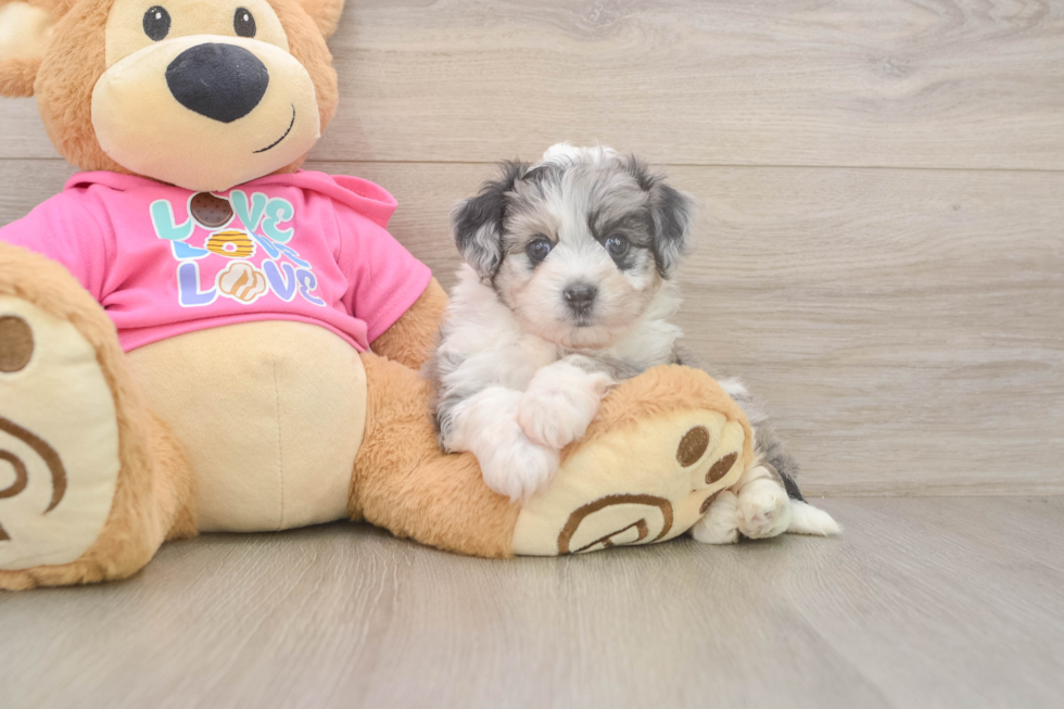 Smart Aussiechon Designer Pup