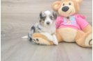 Funny Aussiechon Designer Pup