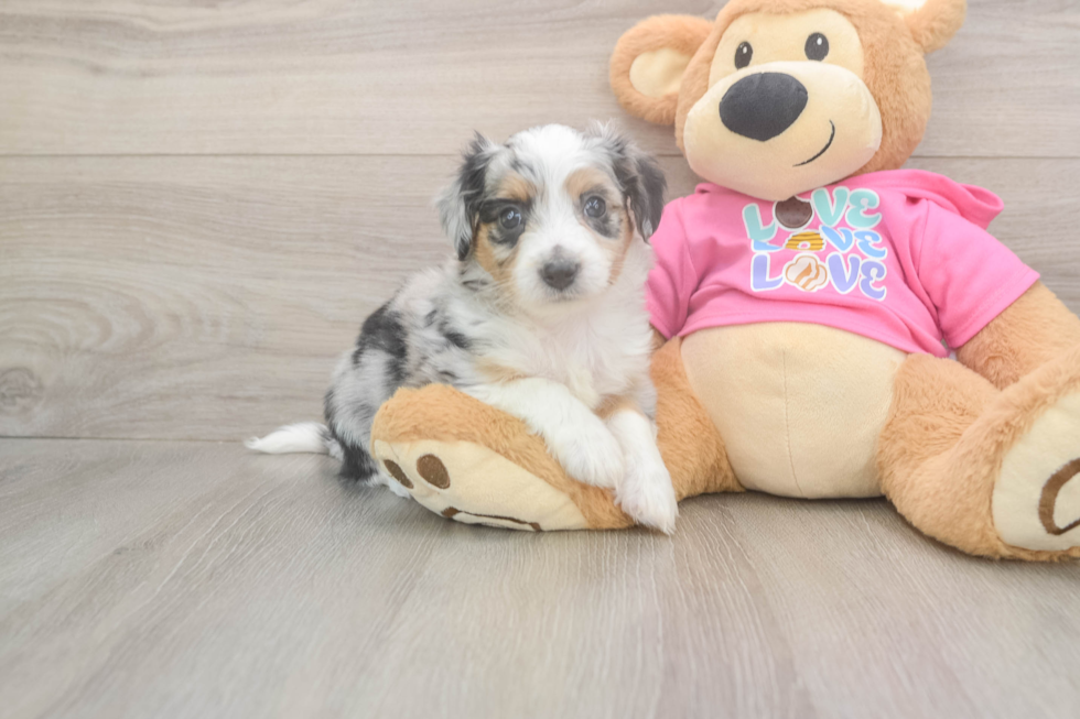 Funny Aussiechon Designer Pup