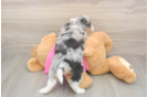 Aussiechon Pup Being Cute