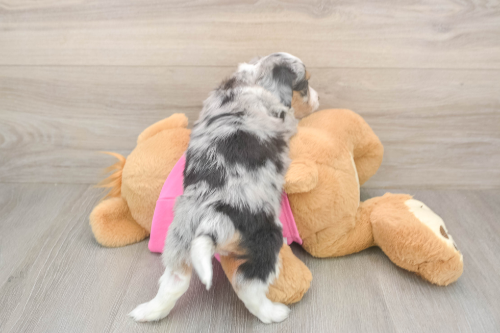 Aussiechon Pup Being Cute
