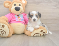 6 week old Aussiechon Puppy For Sale - Seaside Pups