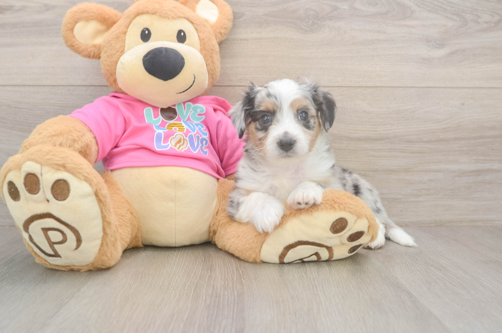 5 week old Aussiechon Puppy For Sale - Seaside Pups