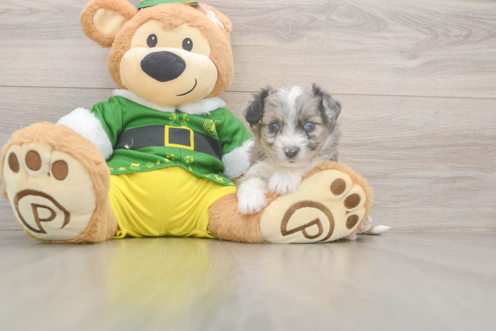Fluffy Aussiechon Designer Pup