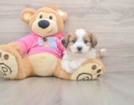 5 week old Aussiechon Puppy For Sale - Seaside Pups