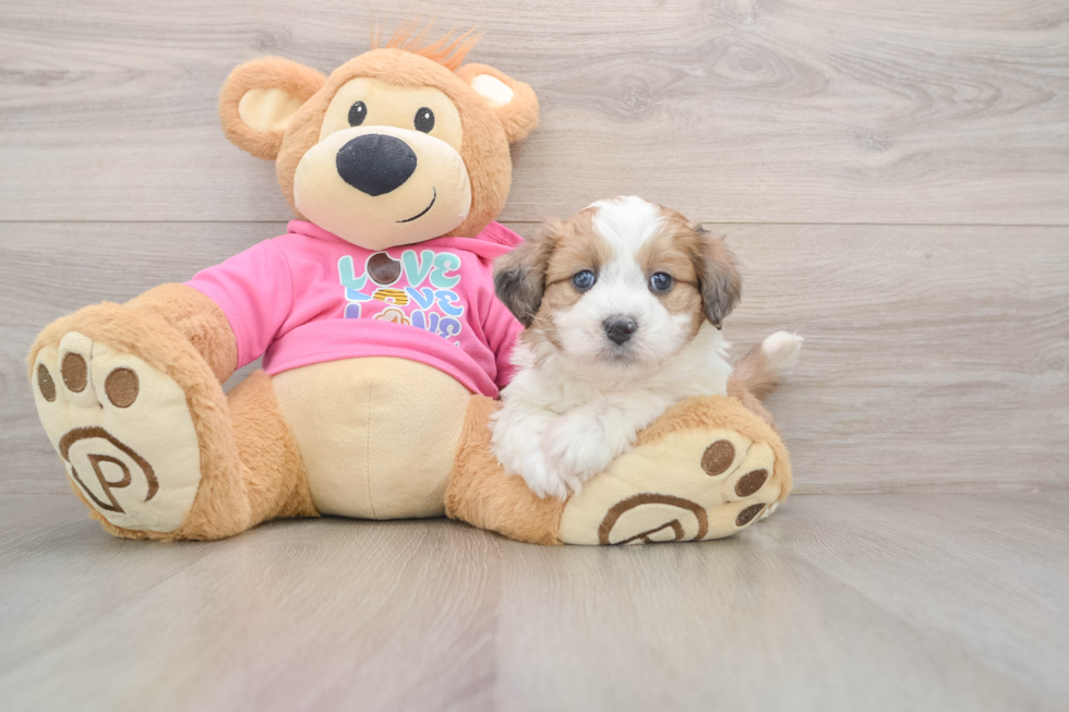 Aussiechon Puppy for Adoption