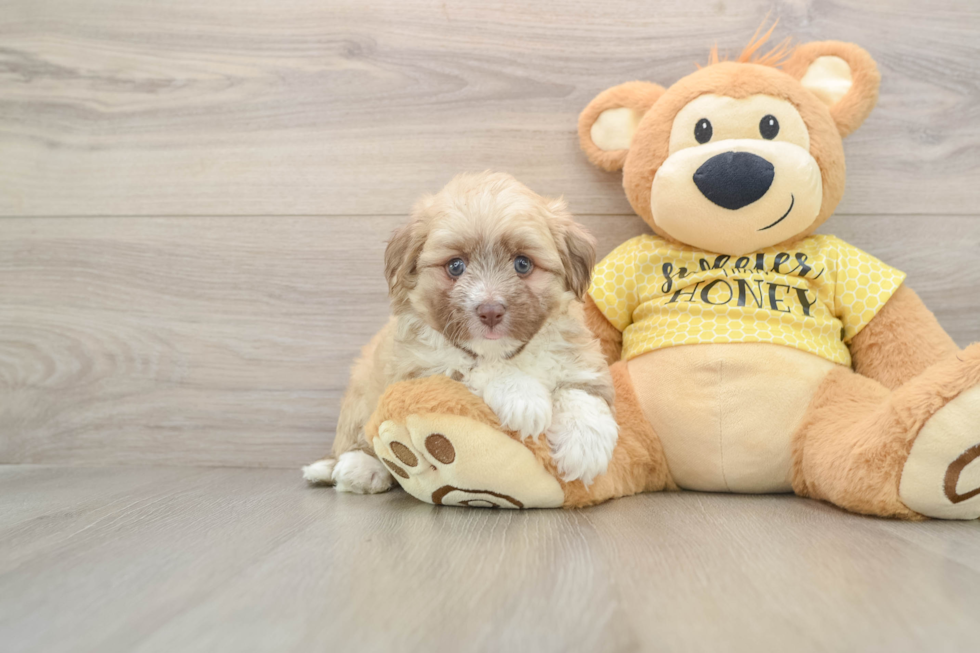 Smart Aussiechon Designer Pup