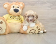 6 week old Aussiechon Puppy For Sale - Seaside Pups