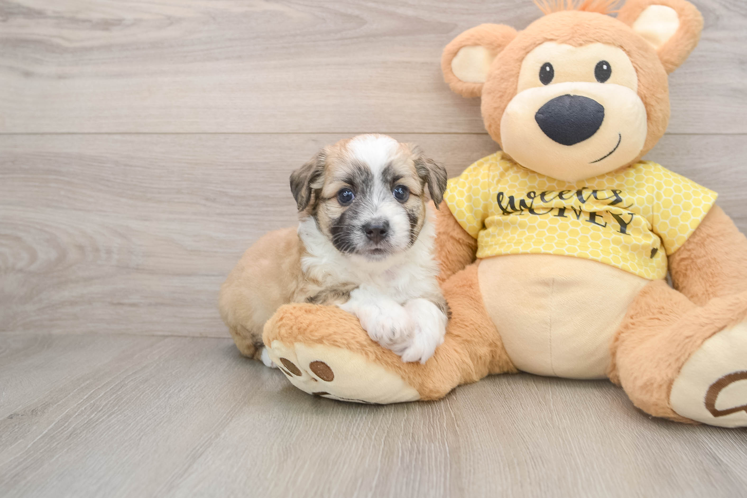 Aussiechon Puppy for Adoption