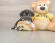 7 week old Aussiechon Puppy For Sale - Seaside Pups