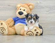 10 week old Aussiechon Puppy For Sale - Seaside Pups