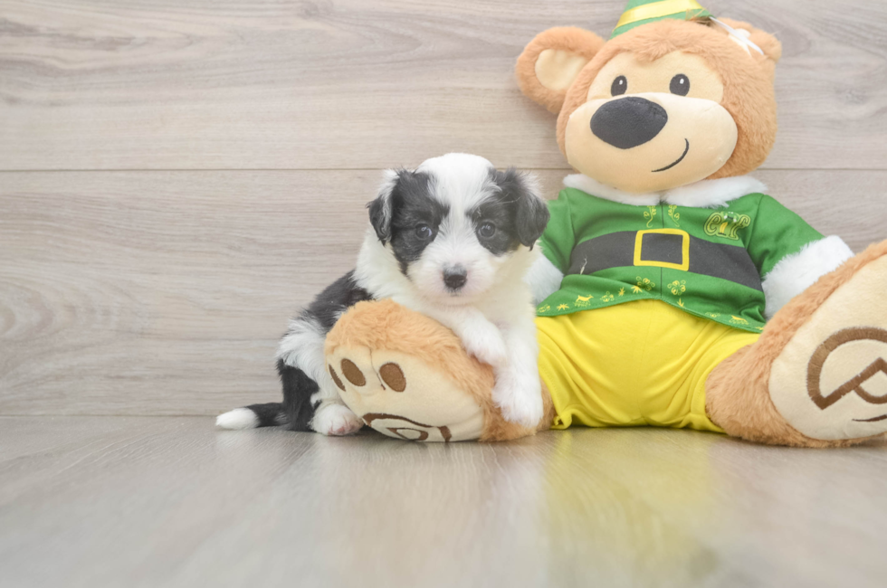 5 week old Aussiechon Puppy For Sale - Seaside Pups