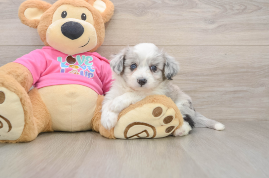 Aussiechon Puppy for Adoption