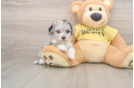 Aussiechon Pup Being Cute