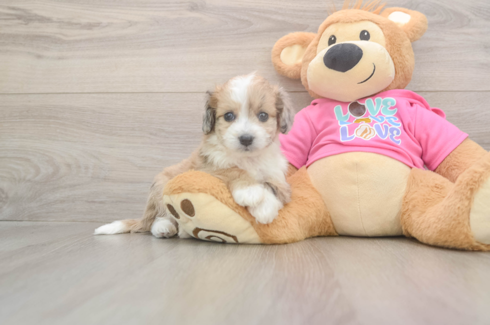 5 week old Aussiechon Puppy For Sale - Seaside Pups