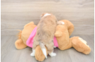 Fluffy Aussiechon Designer Pup