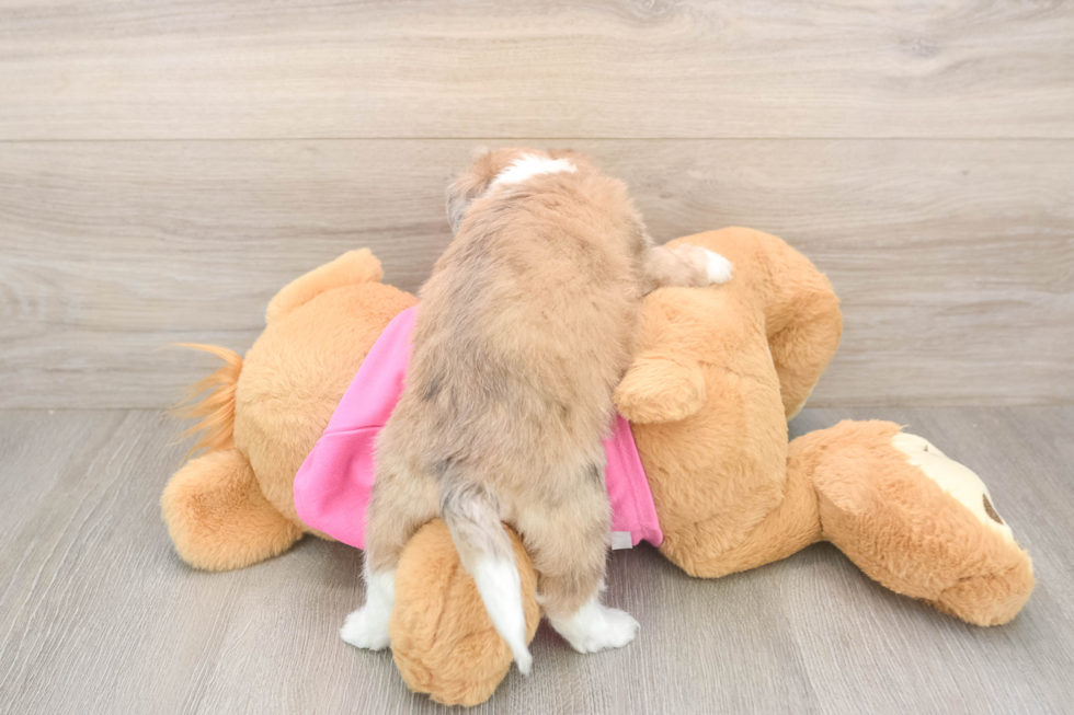 Fluffy Aussiechon Designer Pup