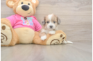 Aussiechon Puppy for Adoption