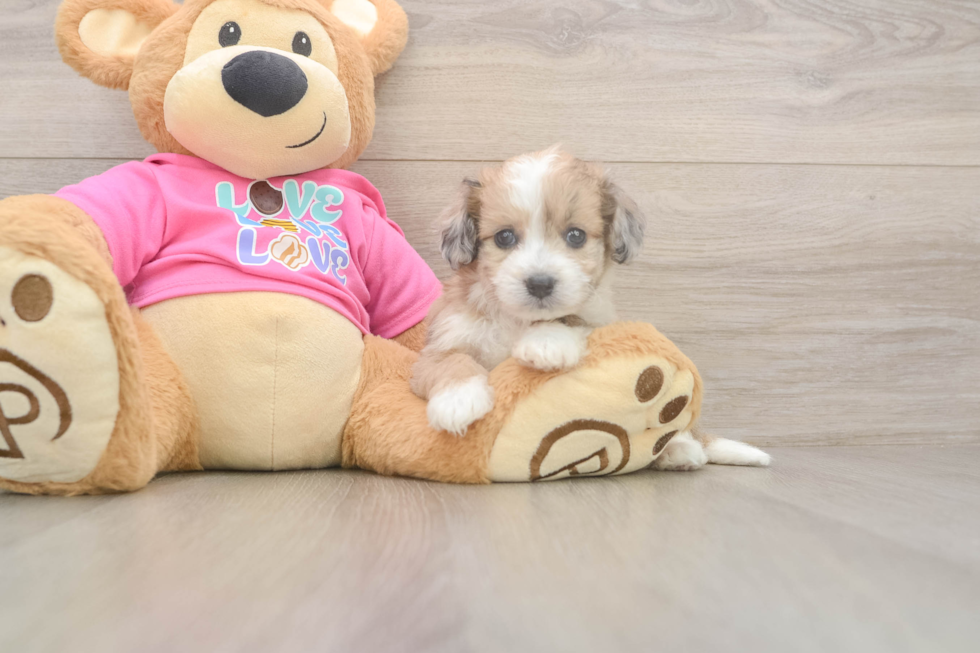Aussiechon Puppy for Adoption