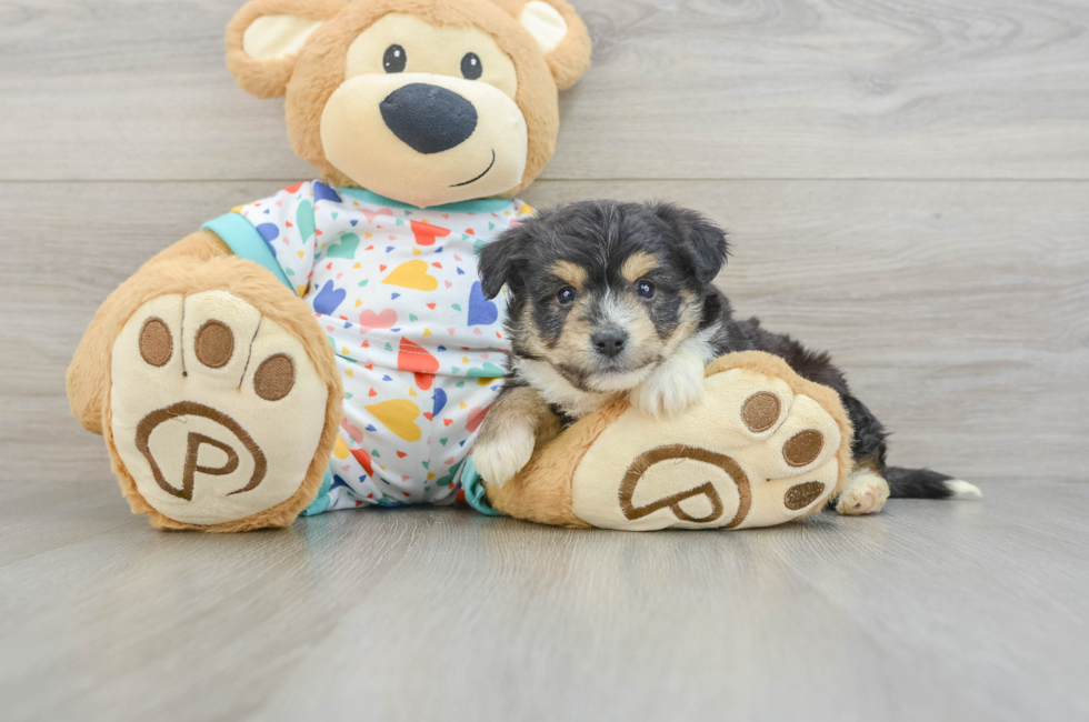 5 week old Aussiechon Puppy For Sale - Seaside Pups