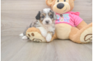 Adorable Aussie Bichon Designer Puppy
