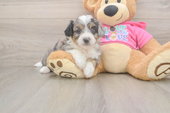 Adorable Aussie Bichon Designer Puppy