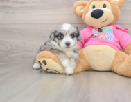 5 week old Aussiechon Puppy For Sale - Seaside Pups