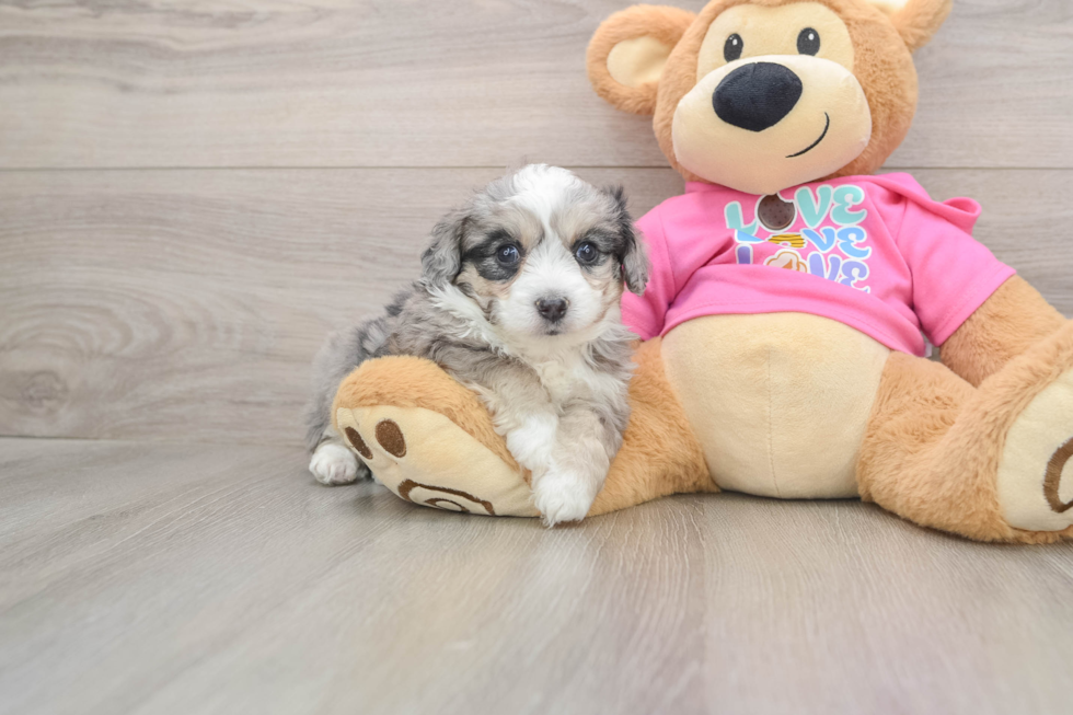 Aussiechon Puppy for Adoption