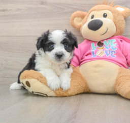 6 week old Aussiechon Puppy For Sale - Seaside Pups
