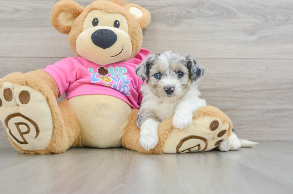 5 week old Aussiechon Puppy For Sale - Seaside Pups