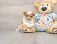 7 week old Aussiechon Puppy For Sale - Seaside Pups