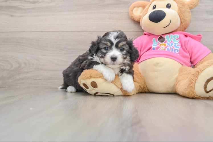 Funny Aussiechon Designer Pup