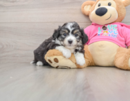 7 week old Aussiechon Puppy For Sale - Seaside Pups