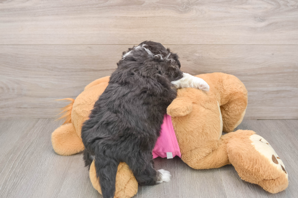 Small Aussiechon Baby