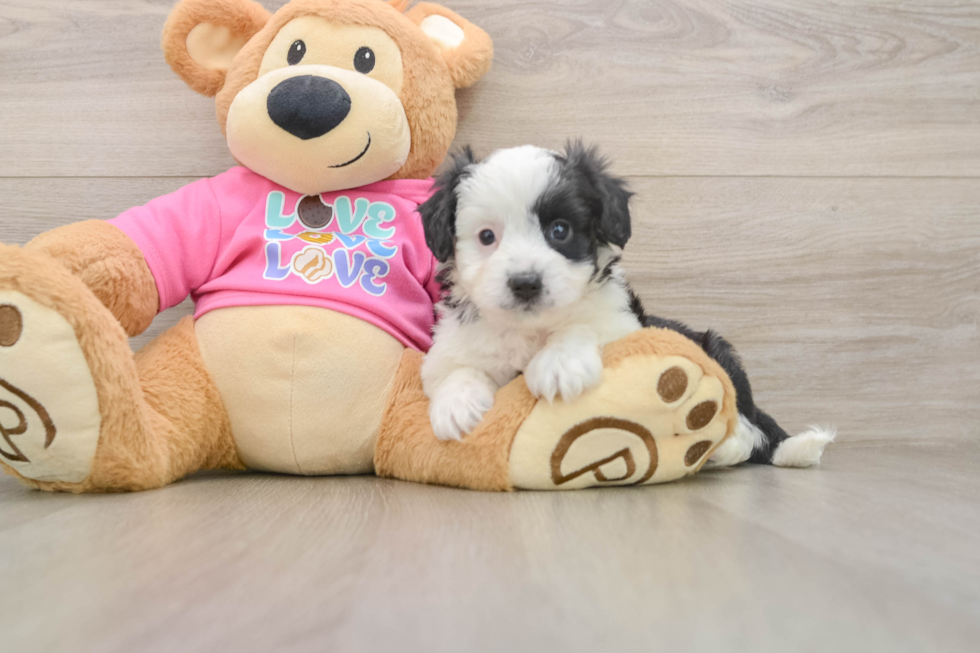 Aussiechon Pup Being Cute