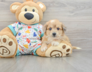 7 week old Aussiechon Puppy For Sale - Seaside Pups