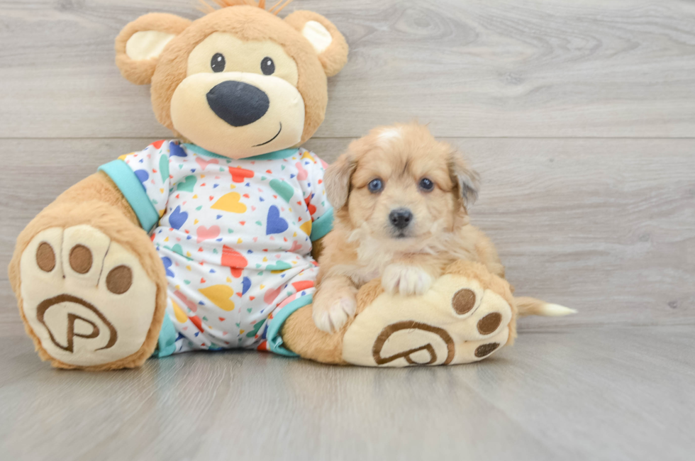 5 week old Aussiechon Puppy For Sale - Seaside Pups