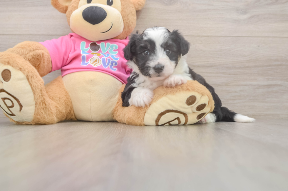 5 week old Aussiechon Puppy For Sale - Seaside Pups