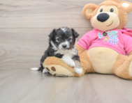 6 week old Aussiechon Puppy For Sale - Seaside Pups