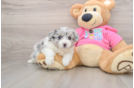 Playful Aussie Bichon Designer Puppy