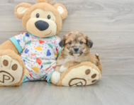 7 week old Aussiechon Puppy For Sale - Seaside Pups