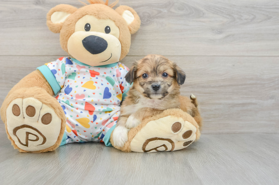 5 week old Aussiechon Puppy For Sale - Seaside Pups