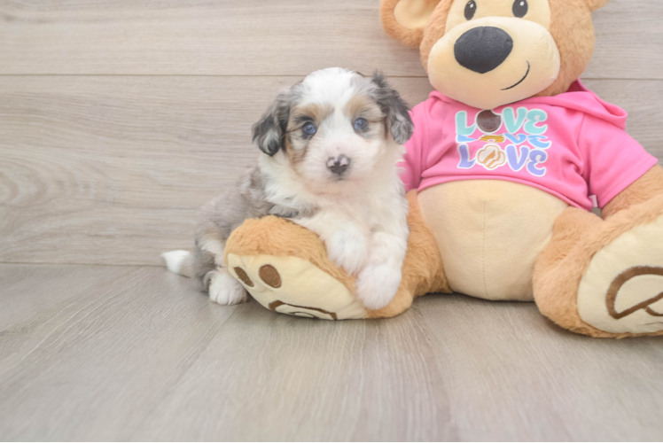 Aussiechon Pup Being Cute